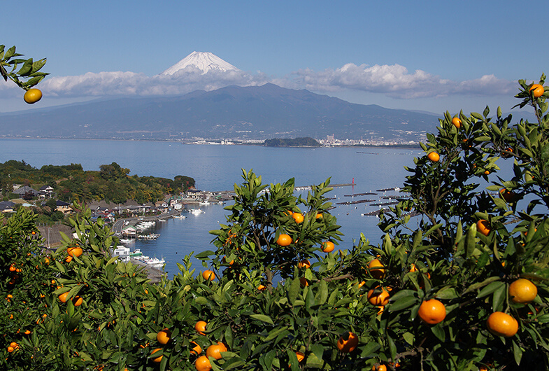 富士山ビューポイント