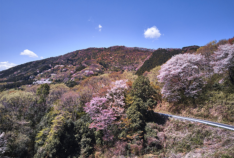 成沢のヤマザクラ